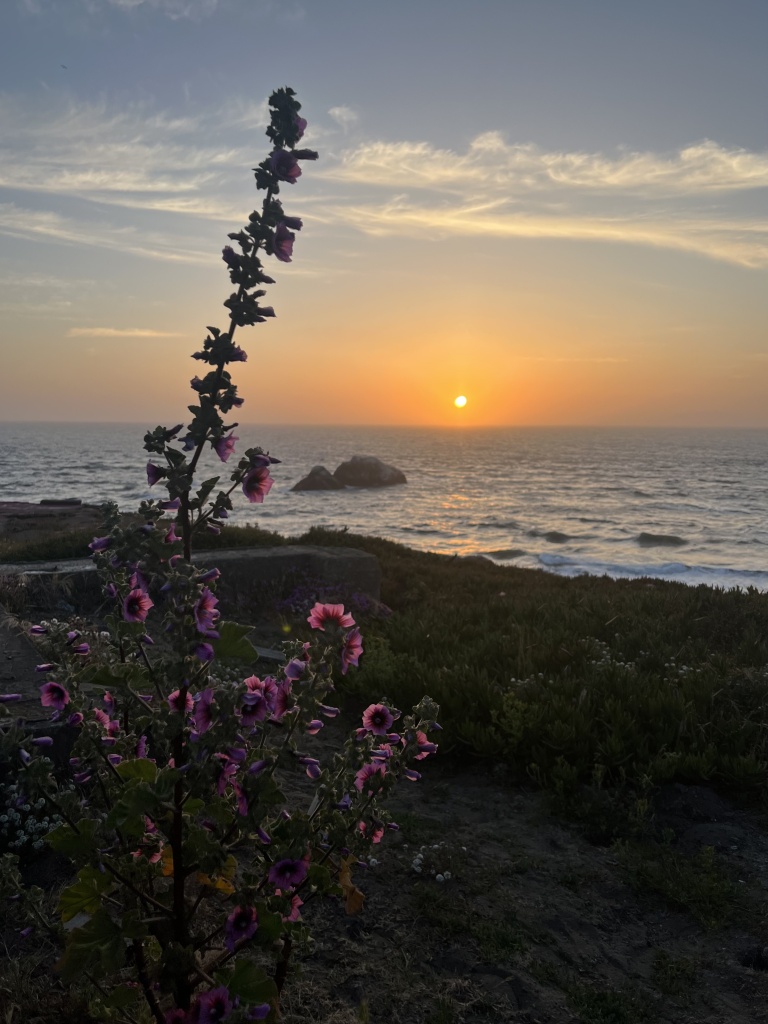 Seal Rocks sunset view with wildflowers during the San Francisco summer